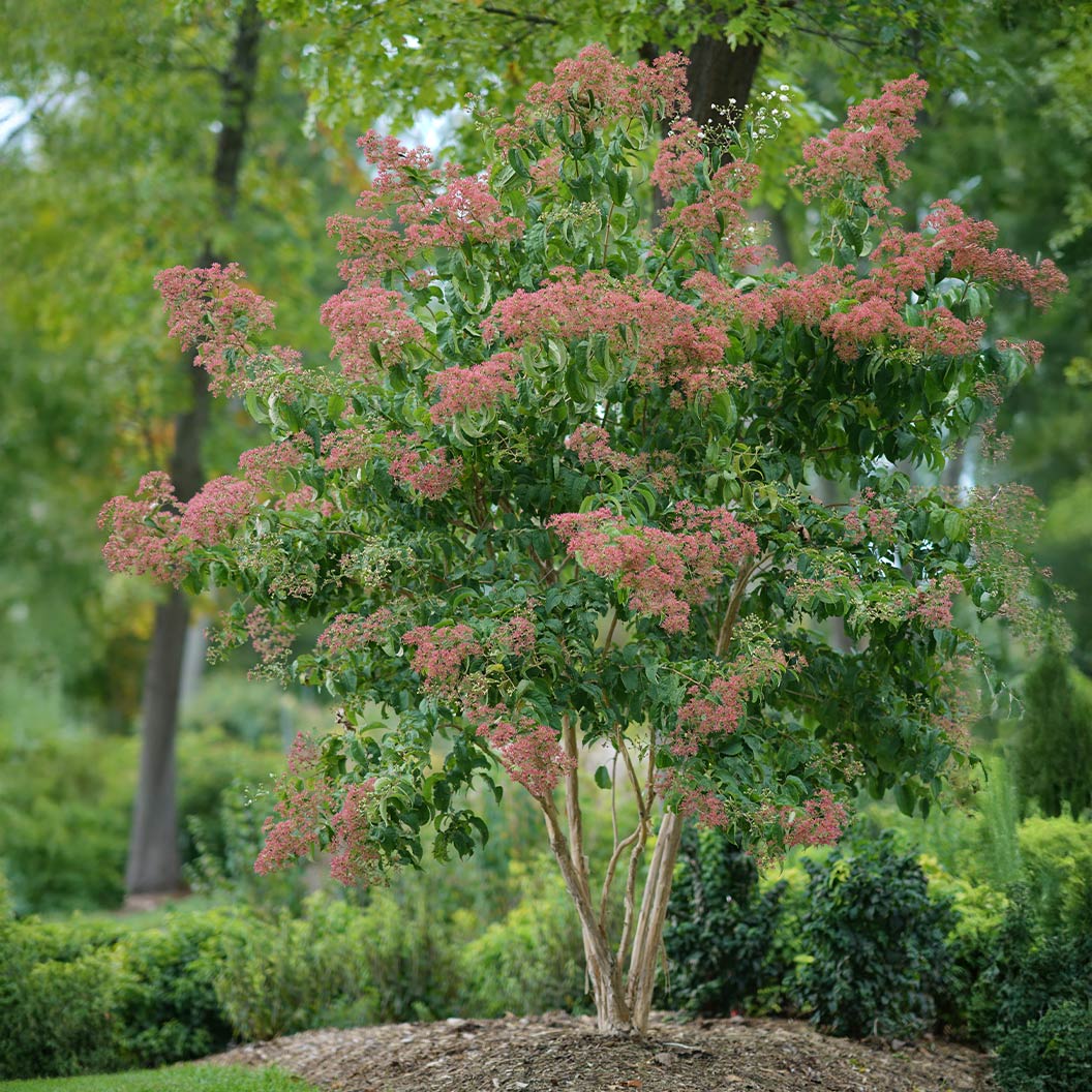Proven Winners® Temple of Bloom® Seven-Son Tree