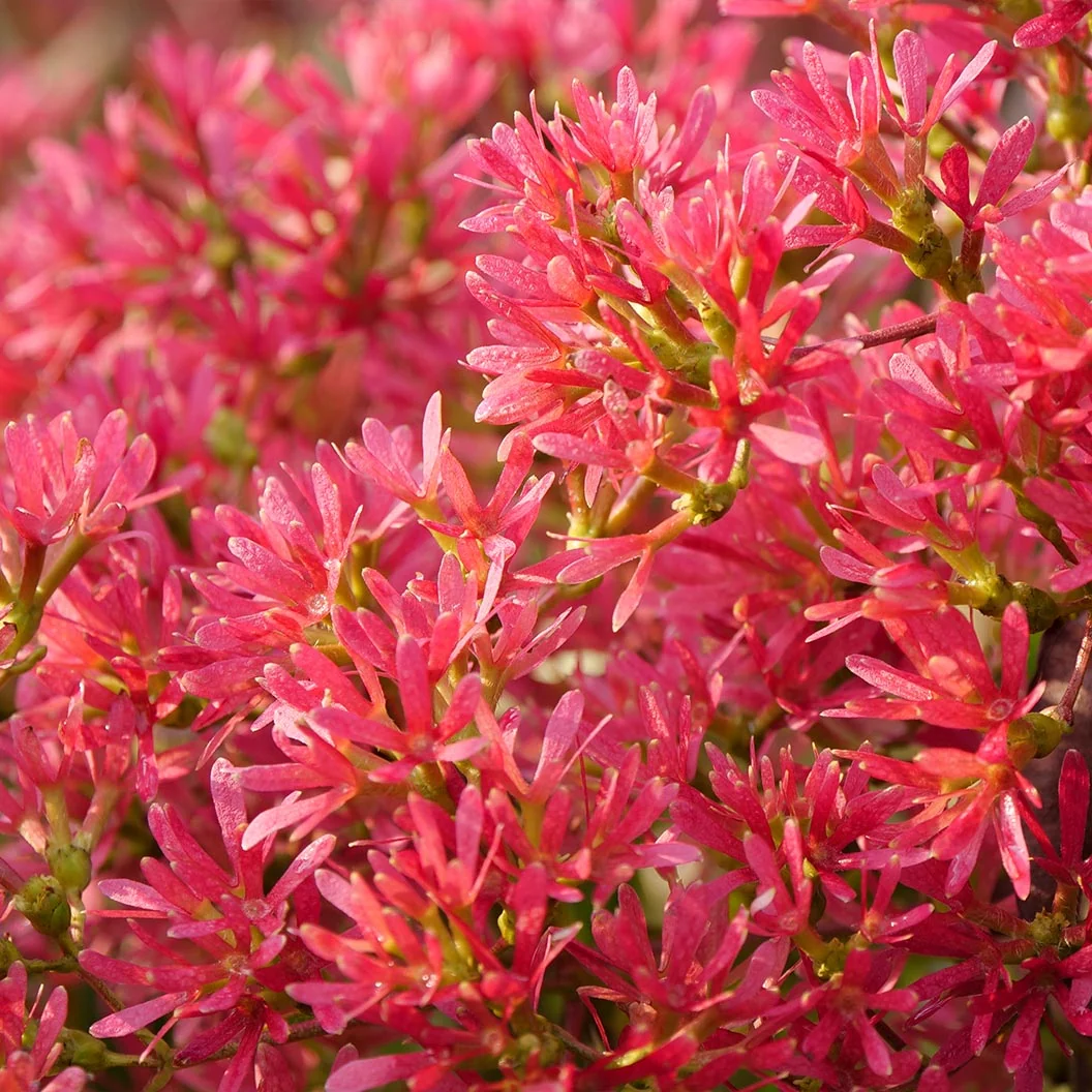 Proven Winners® Temple of Bloom® Seven-Son Tree 3 Proven Winners® Temple of Bloom® Seven-Son Tree