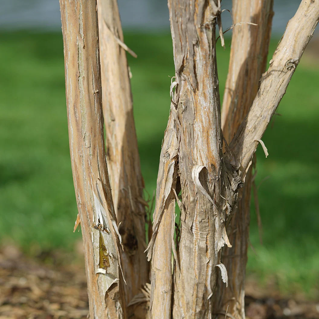 Proven Winners® Temple of Bloom® Seven-Son Tree 4 Proven Winners® Temple of Bloom® Seven-Son Tree