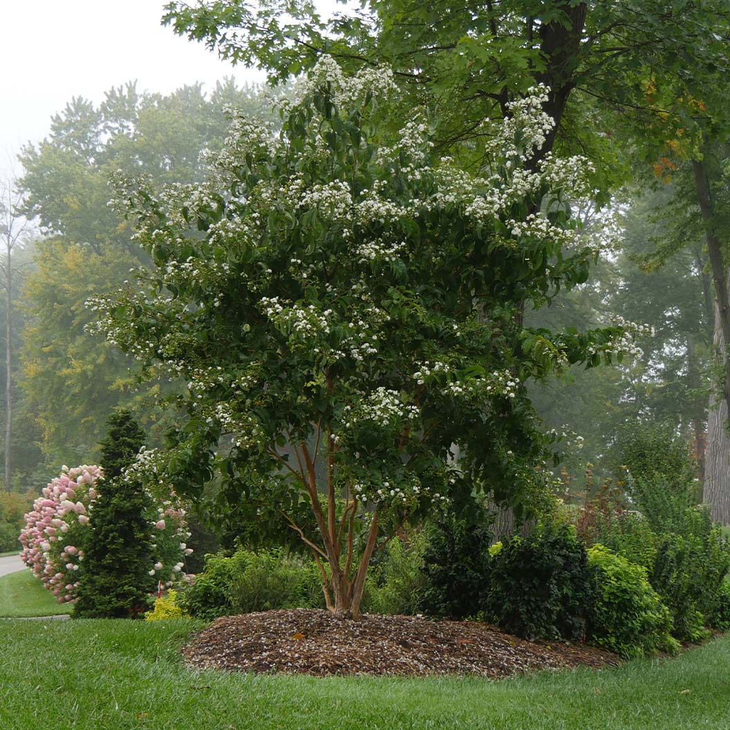 Proven Winners® Temple of Bloom® Seven-Son Tree 6 Proven Winners® Temple of Bloom® Seven-Son Tree
