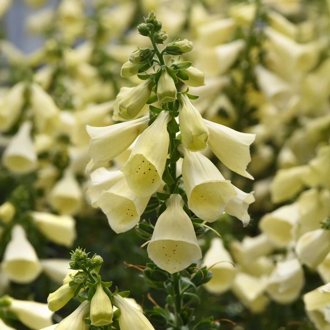 Arctic Fox™ Lemon Cream Foxglove Plant