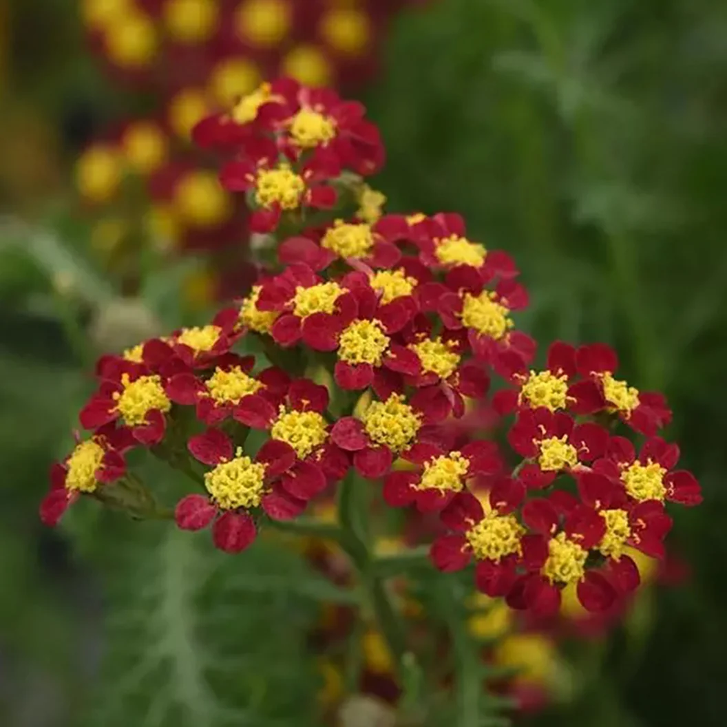 New Vintage™ Red Yarrow Plant 2 New Vintage™ Red Yarrow Plant