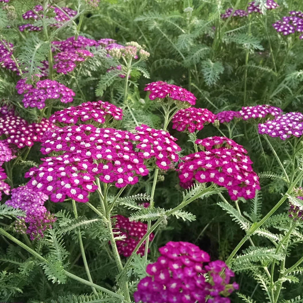 New Vintage™ Violet Yarrow Plant