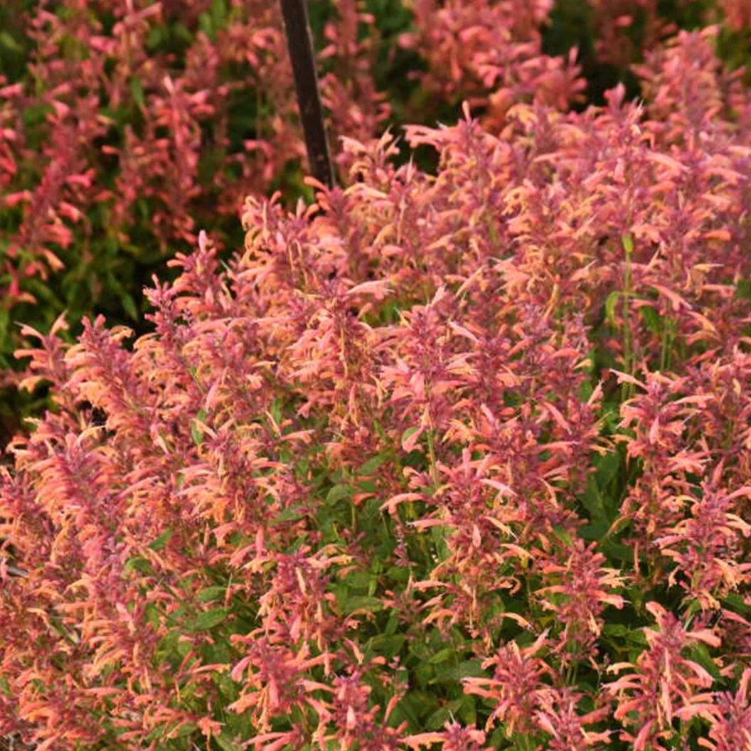 Agastache Guava Lava Plant