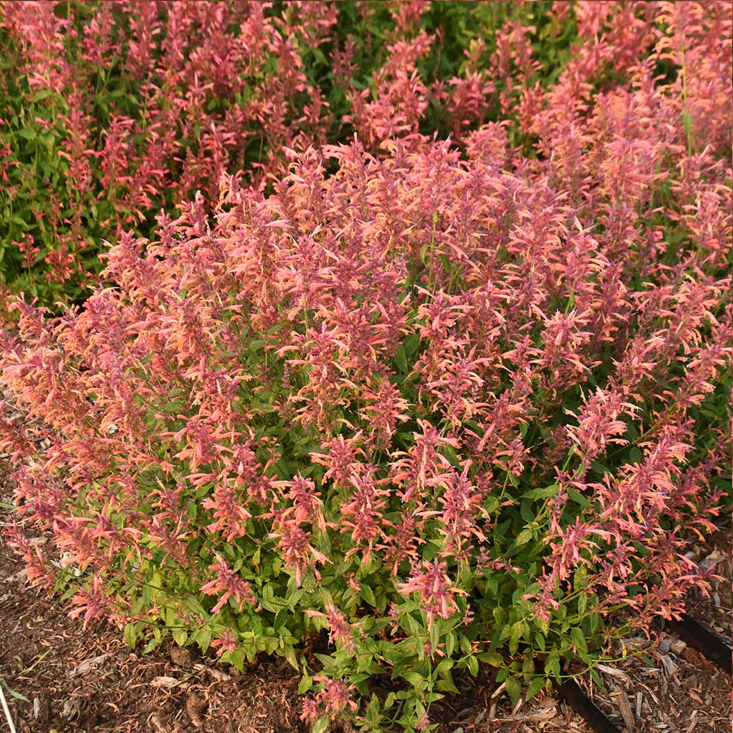 Agastache Guava Lava Plant 3 Agastache Guava Lava Plant