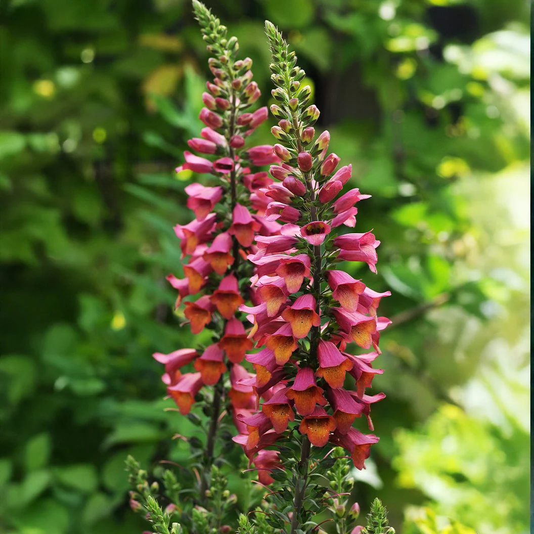 Digitalis Arctic Fox™ Rose Foxglove Plant