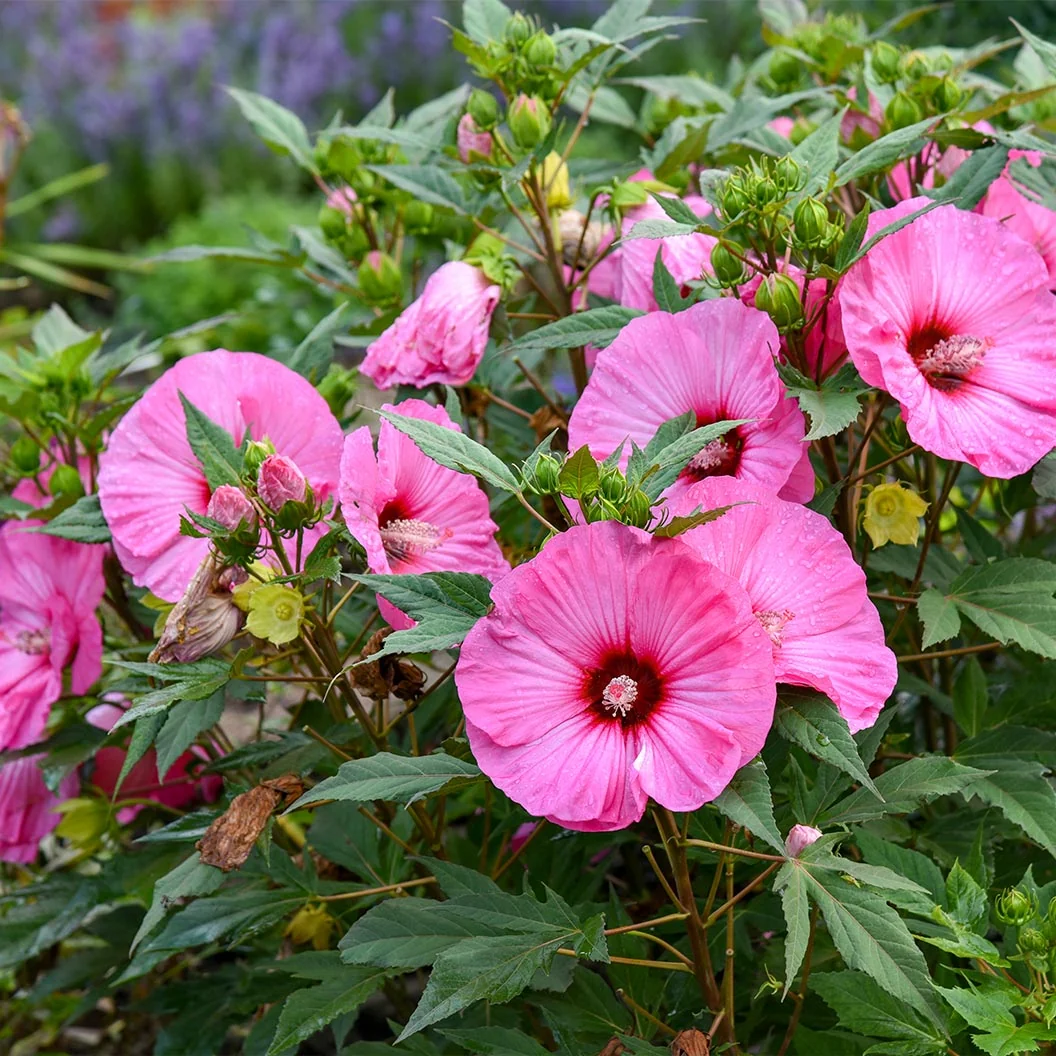 Summerific® ‘Candy Crush’ Hibiscus Shrub 2 Summerific® ‘Candy Crush’ Hibiscus Shrub