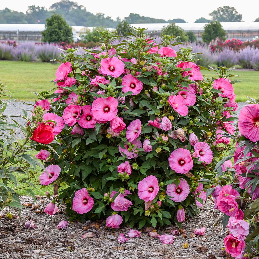 Summerific® ‘Candy Crush’ Hibiscus Shrub 3 Summerific® ‘Candy Crush’ Hibiscus Shrub