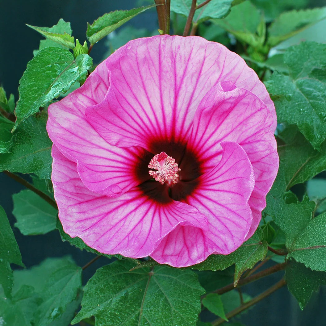 Summerific® ‘Candy Crush’ Hibiscus Shrub 4 Summerific® ‘Candy Crush’ Hibiscus Shrub