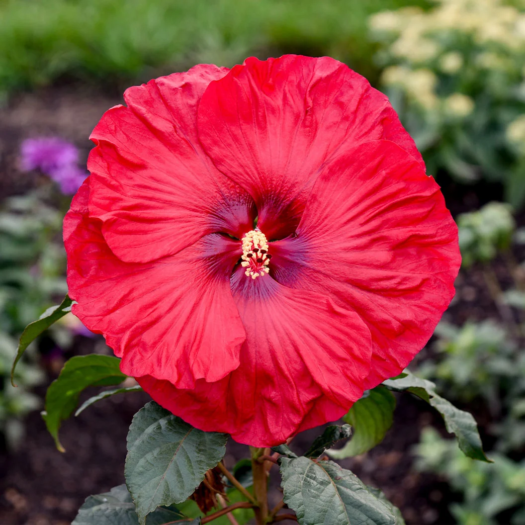 Summerific® ‘Valentine’s Crush’ Hibiscus Shrub 2 Summerific® ‘Valentine’s Crush’ Hibiscus Shrub