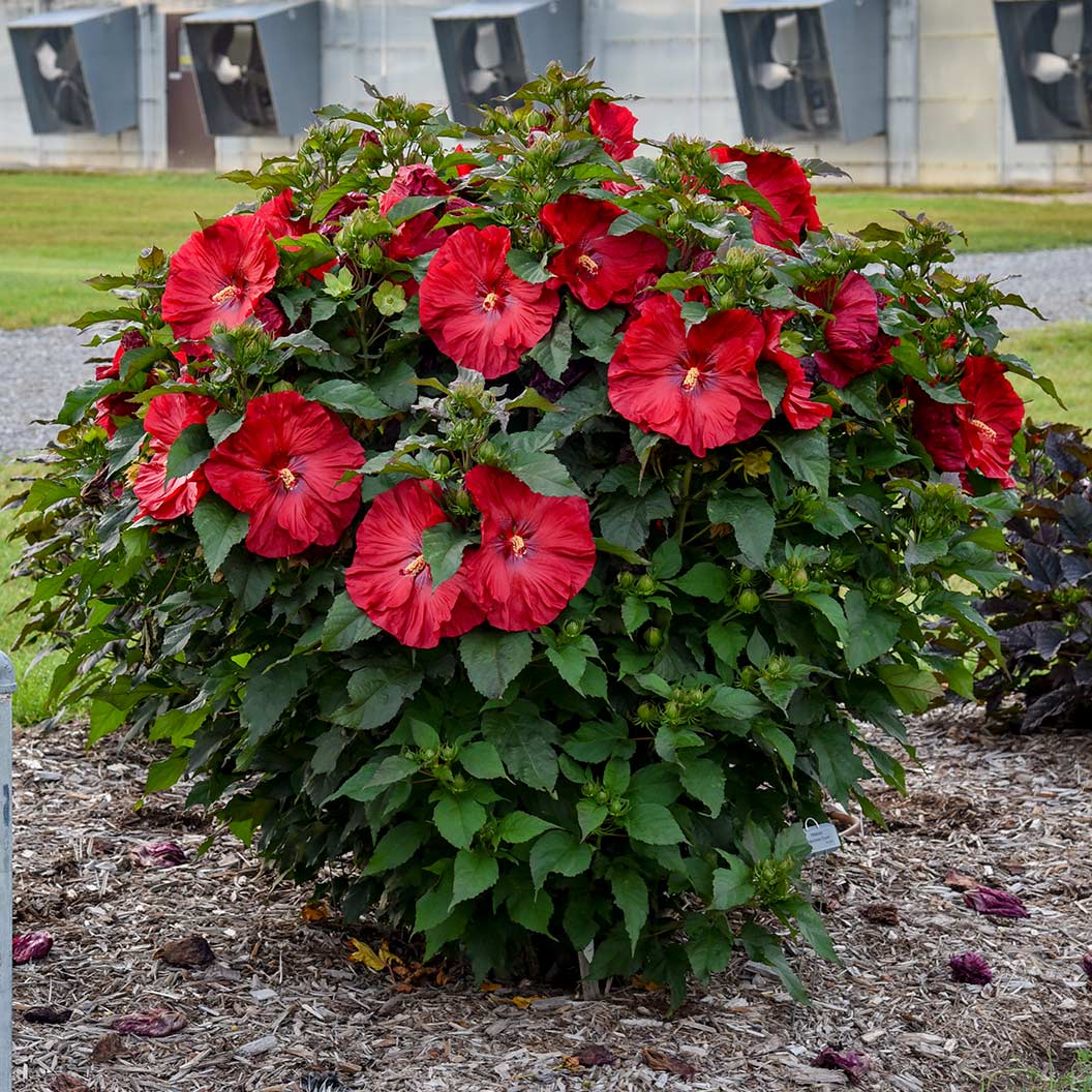 Summerific® ‘Valentine’s Crush’ Hibiscus Shrub 3 Summerific® ‘Valentine’s Crush’ Hibiscus Shrub