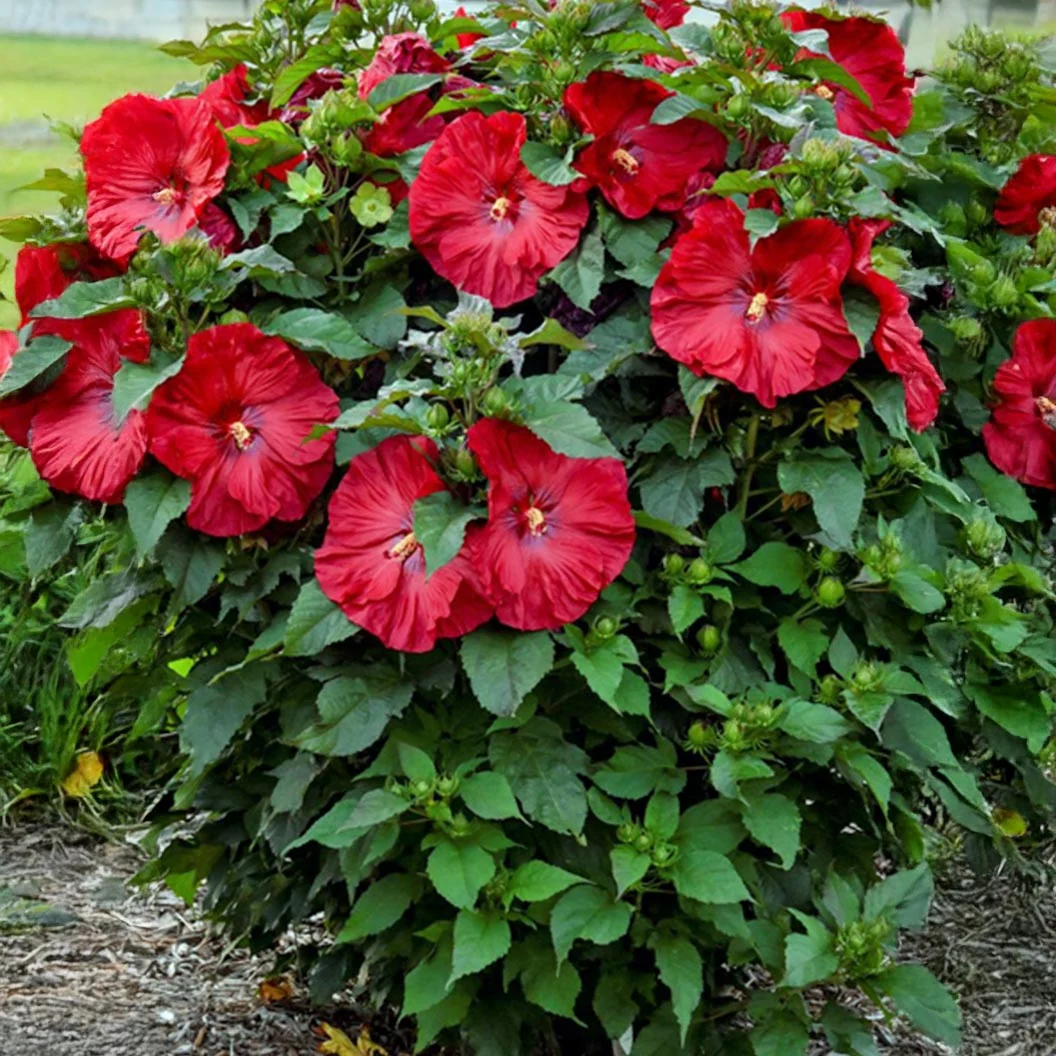Summerific® ‘Valentine’s Crush’ Hibiscus Shrub 4 Summerific® ‘Valentine’s Crush’ Hibiscus Shrub