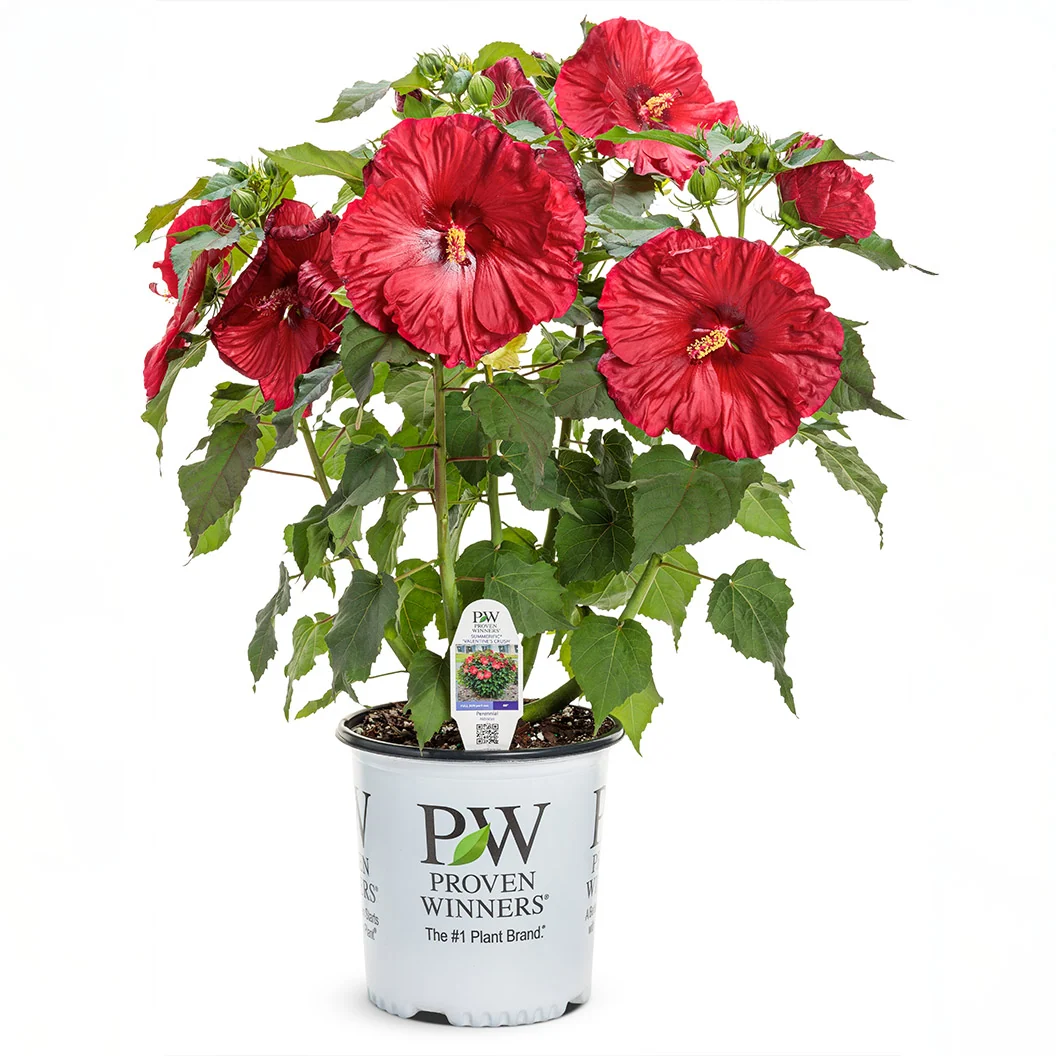 Summerific® ‘Valentine’s Crush’ Hibiscus Shrub 5 Summerific® ‘Valentine’s Crush’ Hibiscus Shrub