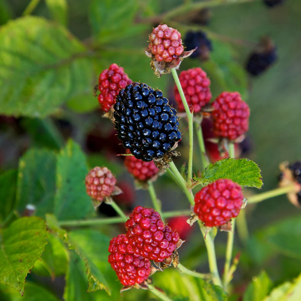Bushel and Berry® Baby Cakes Blackberry® Bush 3 Bushel and Berry® Baby Cakes Blackberry® Bush