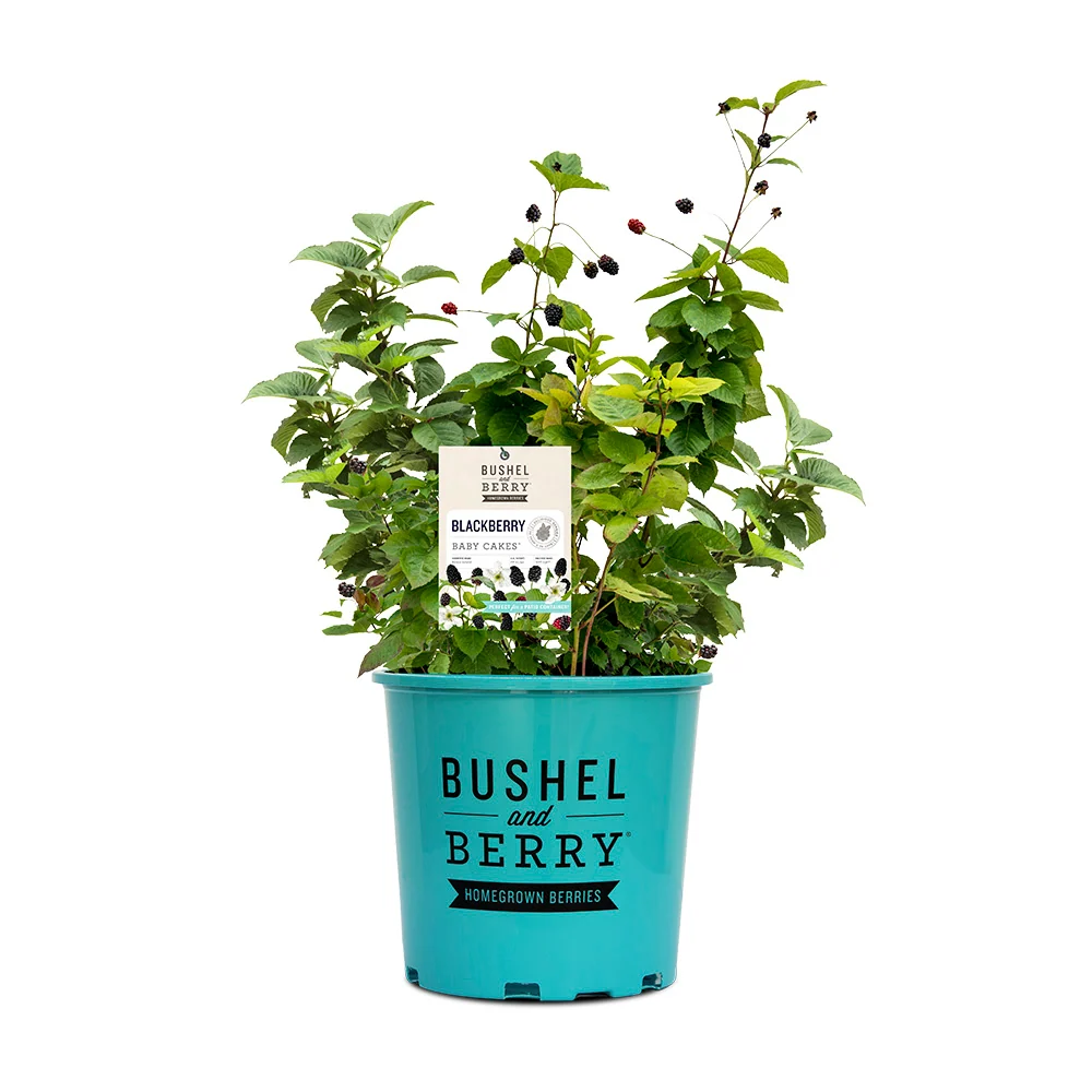 Bushel and Berry® Baby Cakes Blackberry® Bush 6 Bushel and Berry® Baby Cakes Blackberry® Bush
