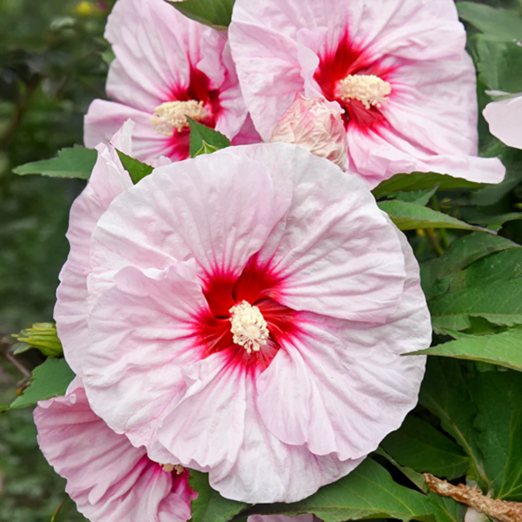 Summerific® ‘All Eyes on Me’ Hibiscus Shrub