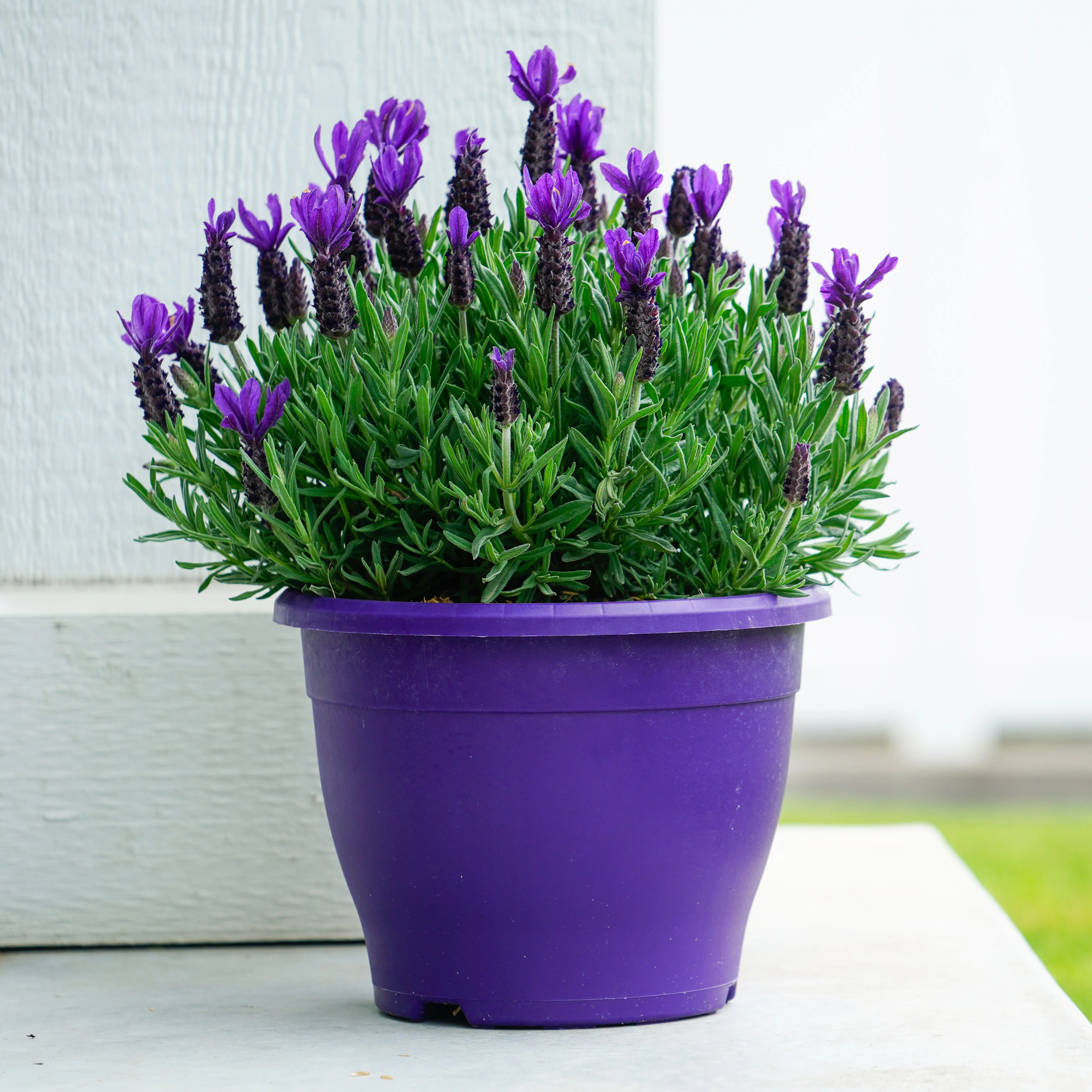 Anouk Purple Flare Lavender Plant 2 Anouk Purple Flare Lavender Plant