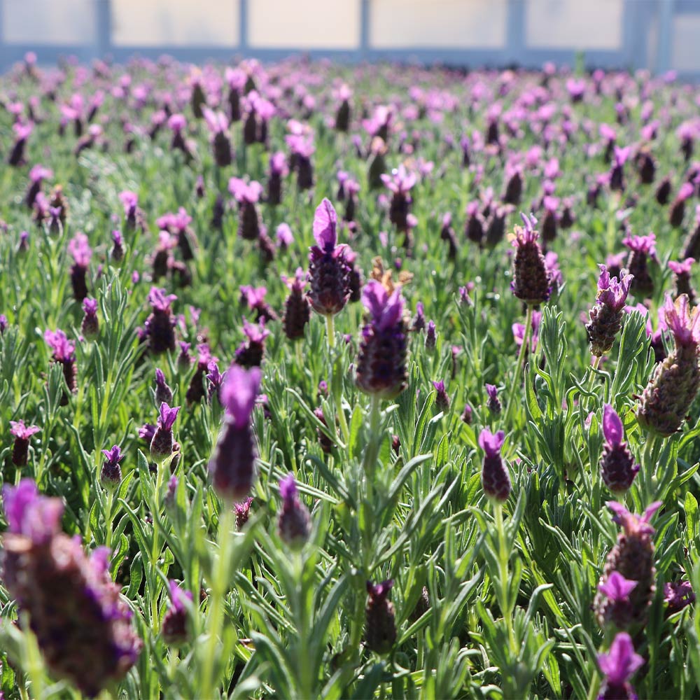 Anouk Dark Purple Lavender Plant 2 Anouk Dark Purple Lavender Plant