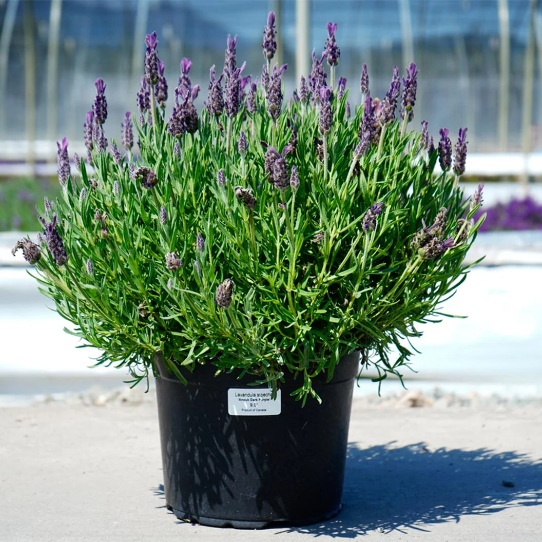 Anouk Dark Purple Lavender Plant 3 Anouk Dark Purple Lavender Plant
