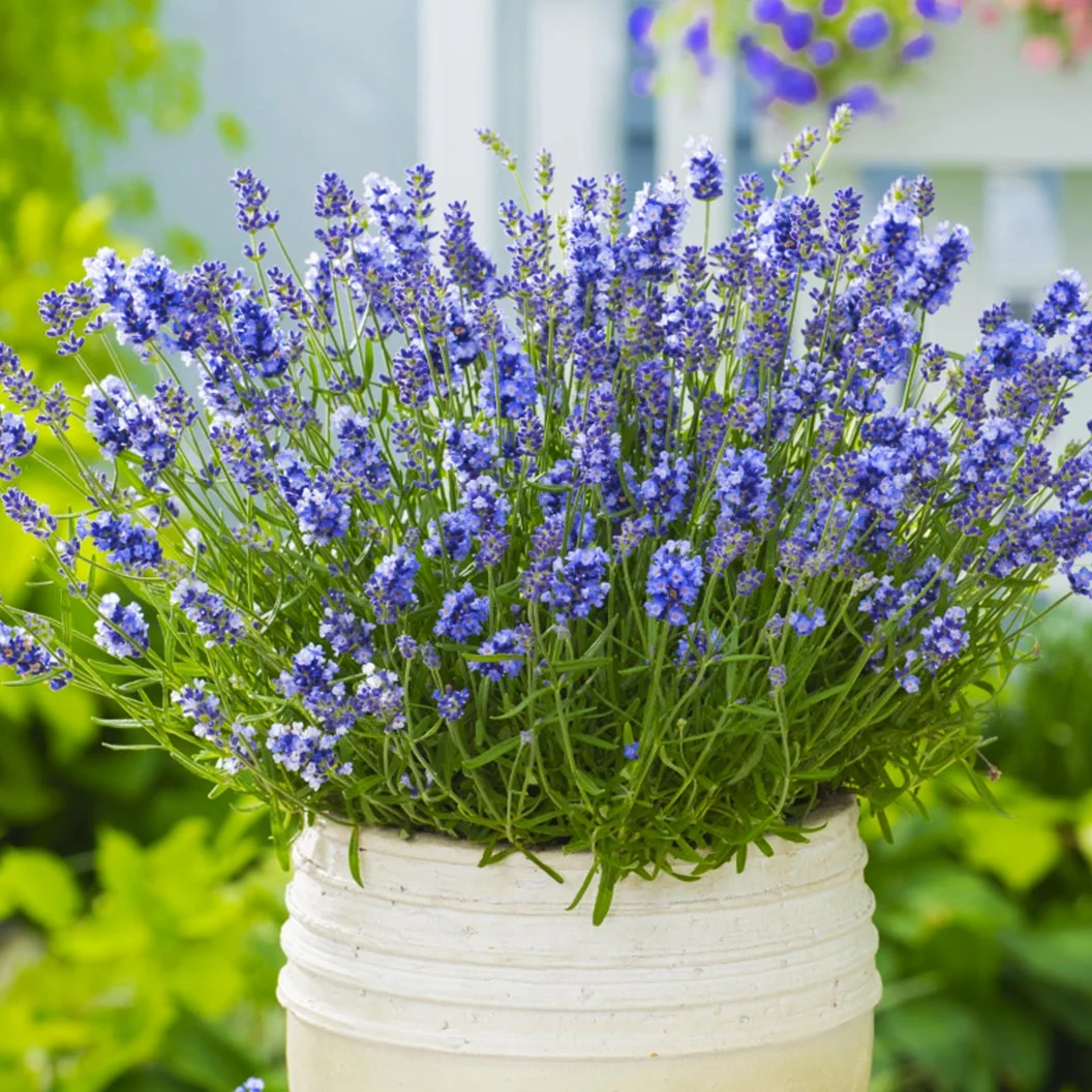 Essence Purple Lavender Plant 2 Essence Purple Lavender Plant