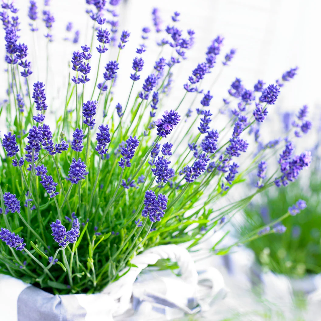 Essence Purple Lavender Plant 4 Essence Purple Lavender Plant