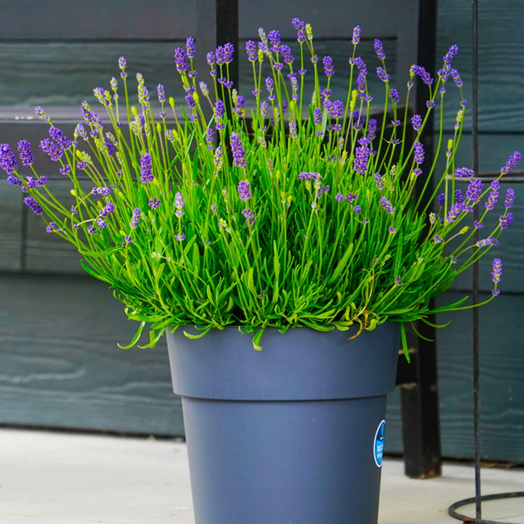 Essence Purple Lavender Plant 5 Essence Purple Lavender Plant