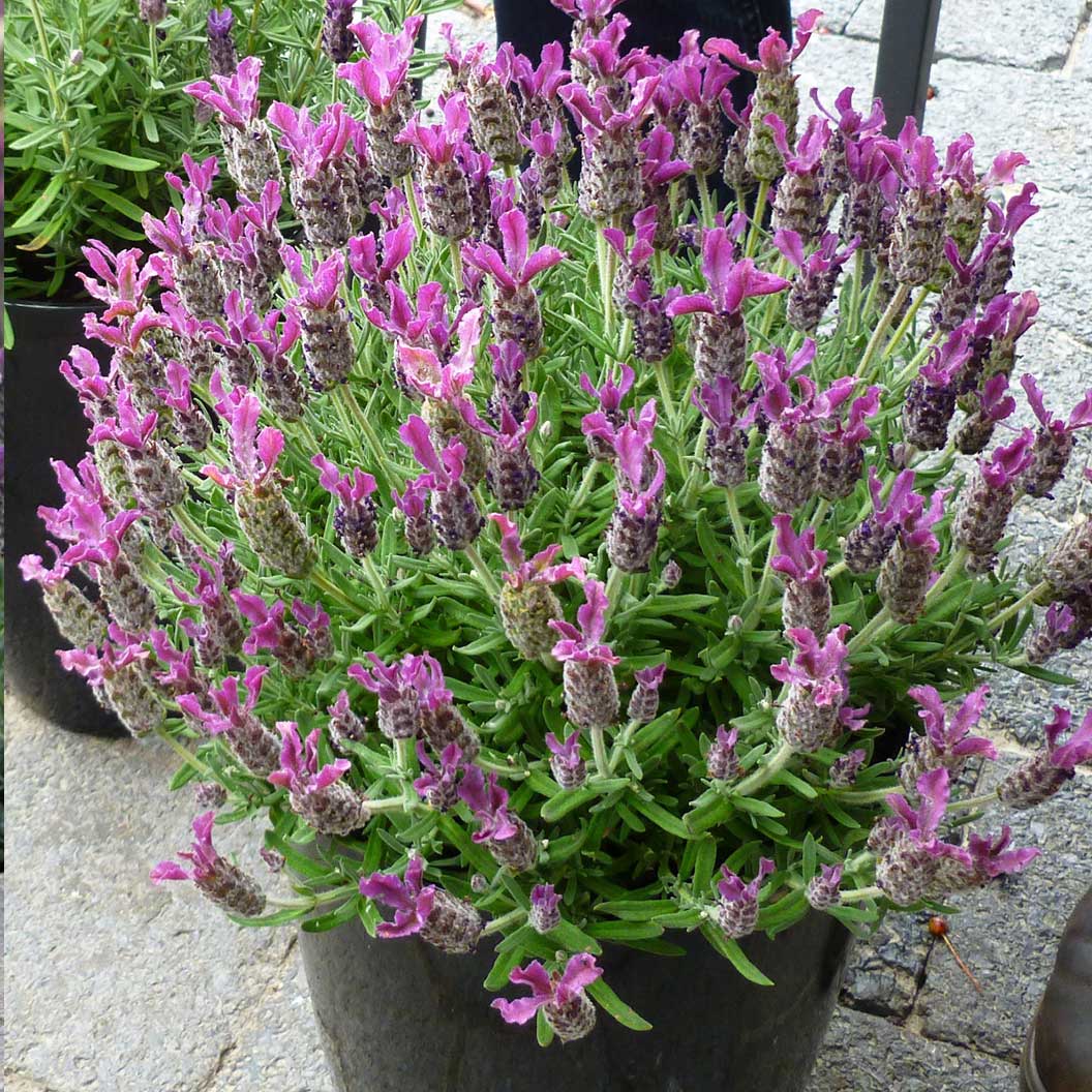 Anouk Deep Rose Lavender Plant
