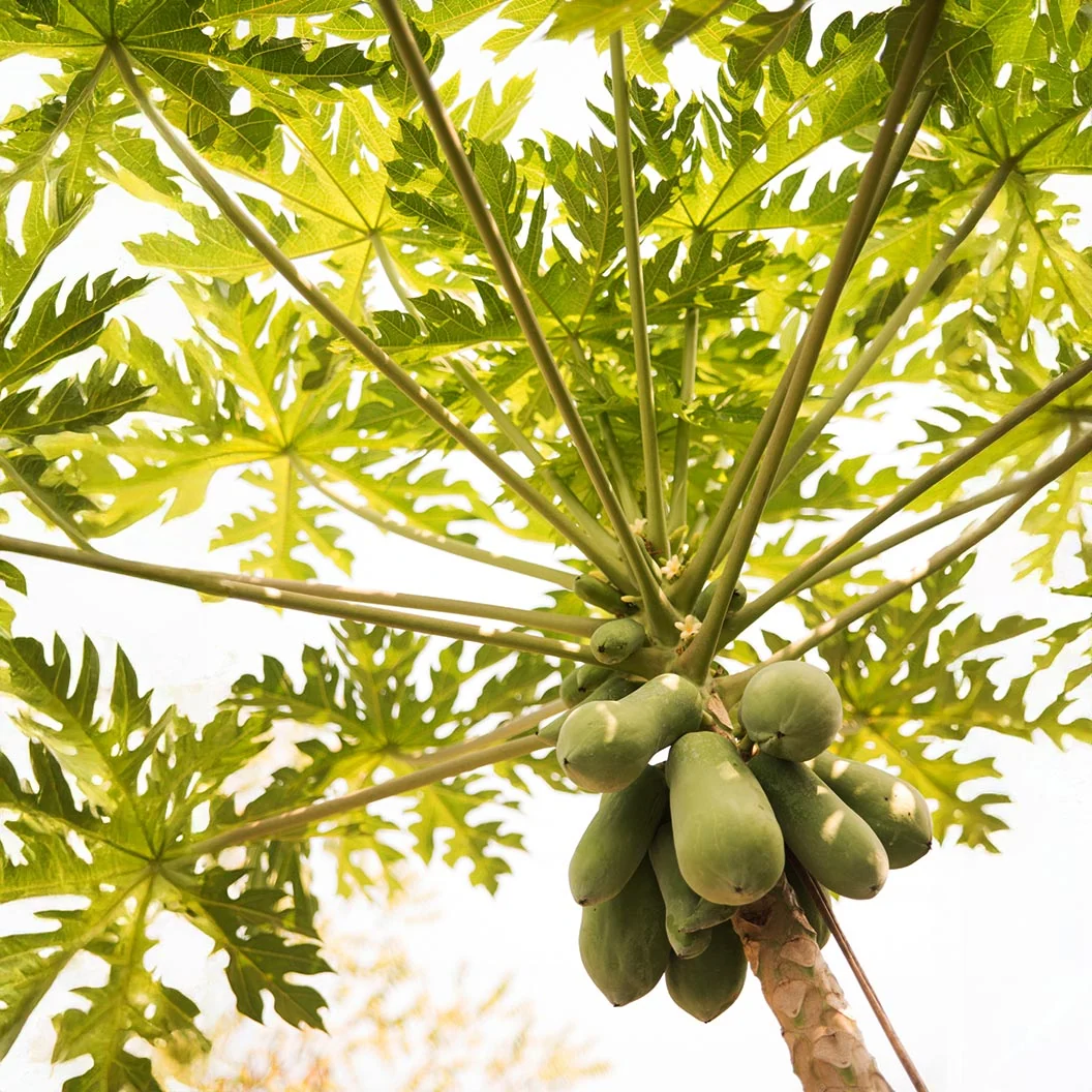 Tainung Papaya Tree 4 Tainung Papaya Tree