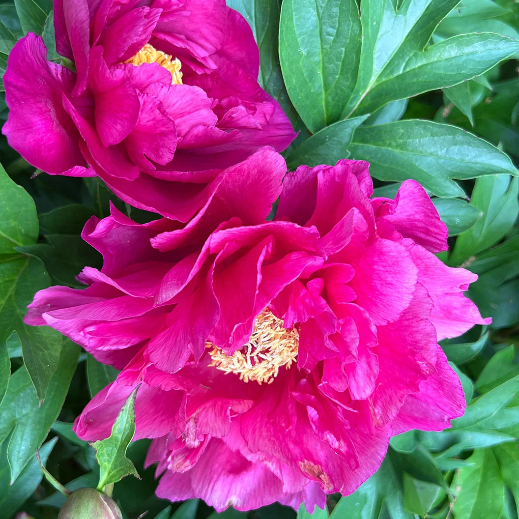 Garden Candy® Noa Jolie™ Itoh Peony Plant 1 Garden Candy® Noa Jolie™ Itoh Peony Plant
