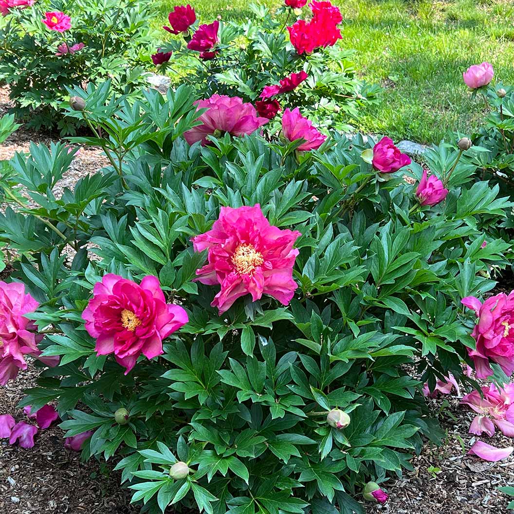 Garden Candy® Noa Jolie™ Itoh Peony Plant 3 Garden Candy® Noa Jolie™ Itoh Peony Plant