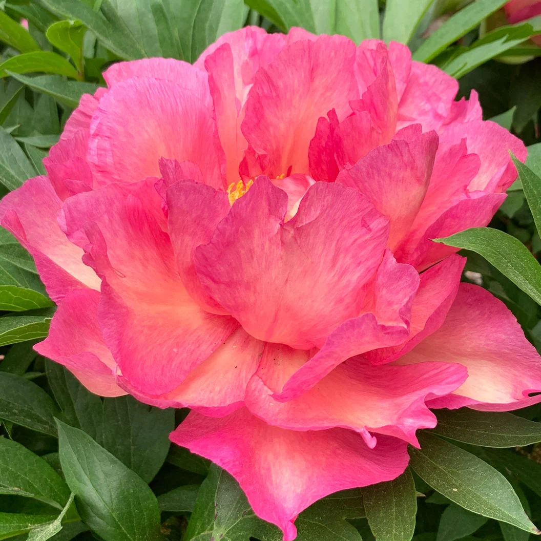 Garden Candy® Noa Jolie™ Itoh Peony Plant 4 Garden Candy® Noa Jolie™ Itoh Peony Plant