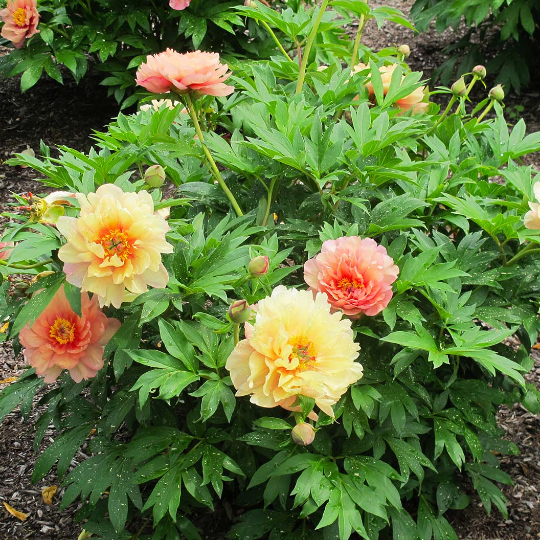 Garden Candy® Summer Sunset™ Itoh Peony Plant