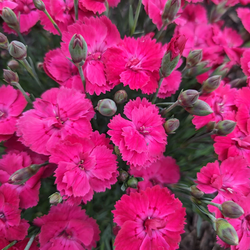 Bloomin’ Easy® Glamour Time™ Dianthus Plant
