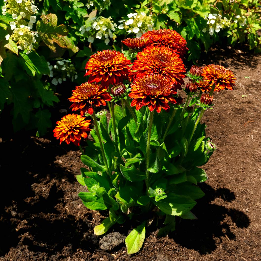 Bloomin’ Easy® Solar Sisters™ Black Eyed Susan Plant 1 Bloomin’ Easy® Solar Sisters™ Black Eyed Susan Plant