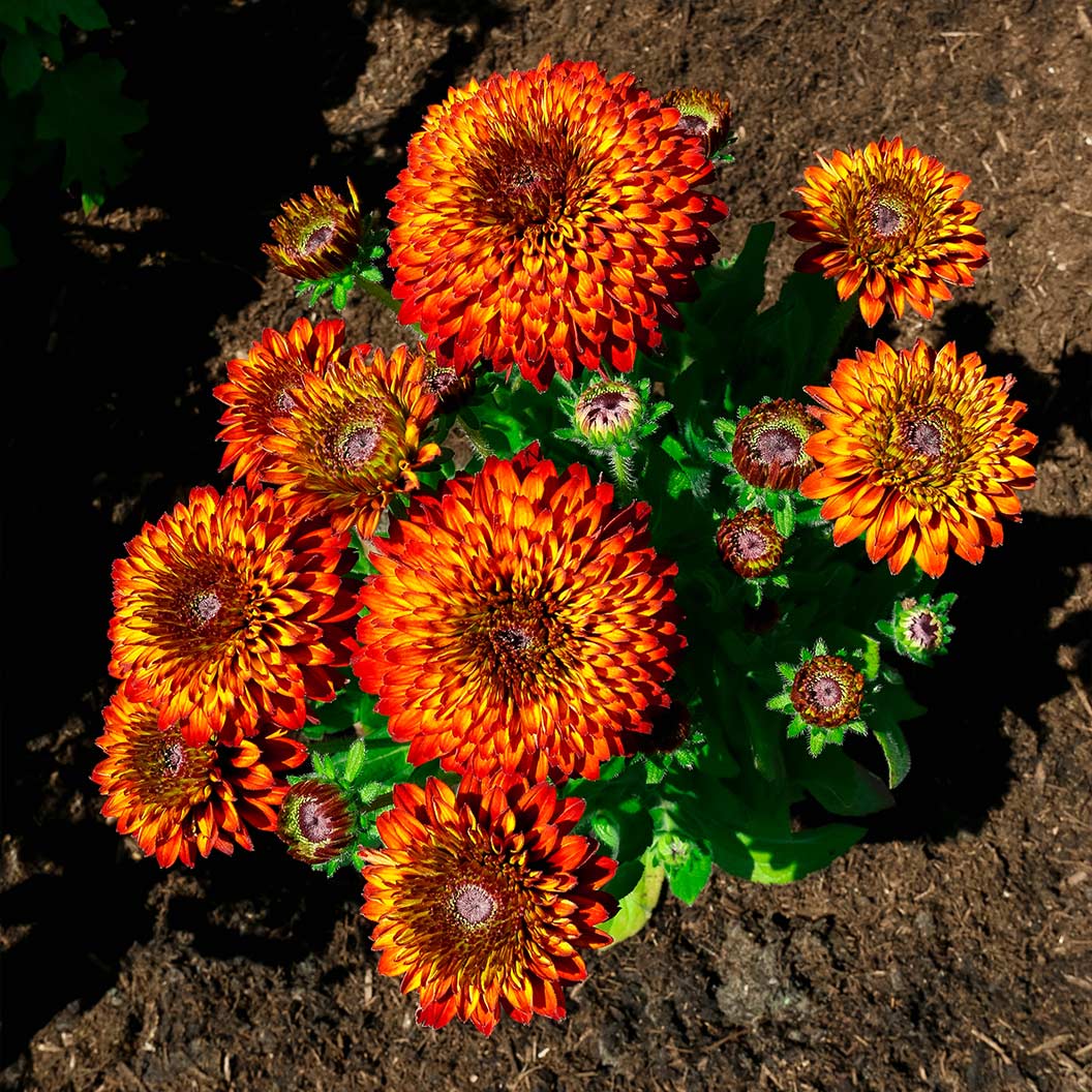 Bloomin’ Easy® Solar Sisters™ Black Eyed Susan Plant 3 Bloomin’ Easy® Solar Sisters™ Black Eyed Susan Plant