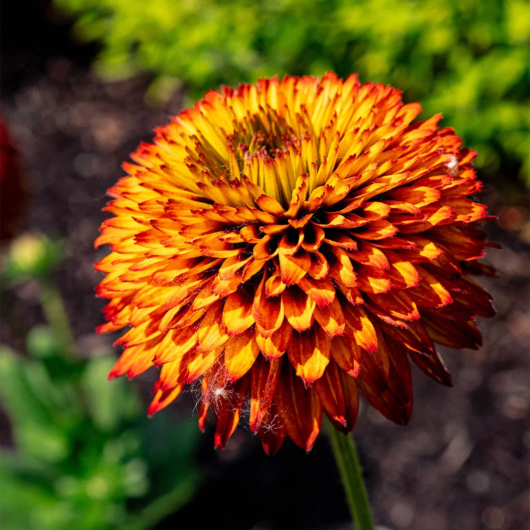 Bloomin’ Easy® Solar Sisters™ Black Eyed Susan Plant 4 Bloomin’ Easy® Solar Sisters™ Black Eyed Susan Plant
