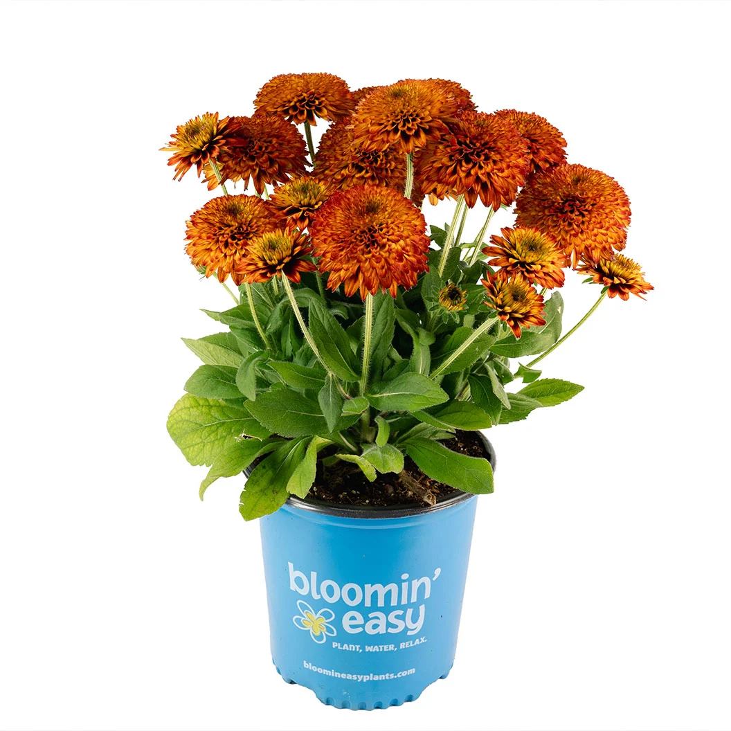 Bloomin’ Easy® Solar Sisters™ Black Eyed Susan Plant 5 Bloomin’ Easy® Solar Sisters™ Black Eyed Susan Plant