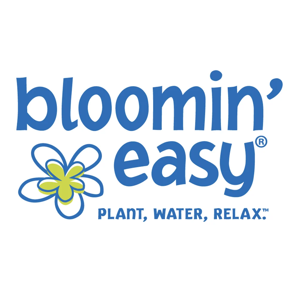 Bloomin’ Easy® Solar Sisters™ Black Eyed Susan Plant 6 Bloomin’ Easy® Solar Sisters™ Black Eyed Susan Plant