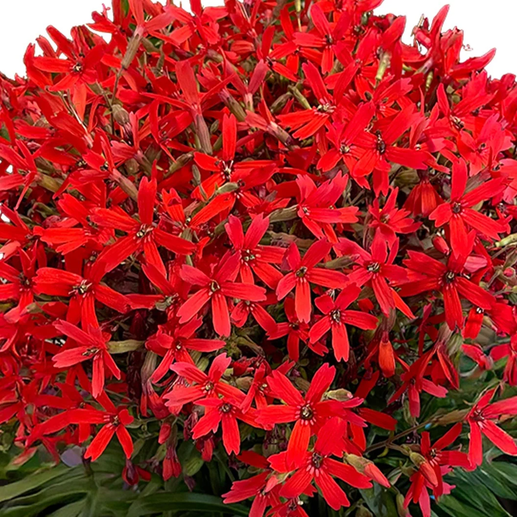 Bloomin’ Easy® Forged by Fire™ Silene Plant 2 Bloomin’ Easy® Forged by Fire™ Silene Plant