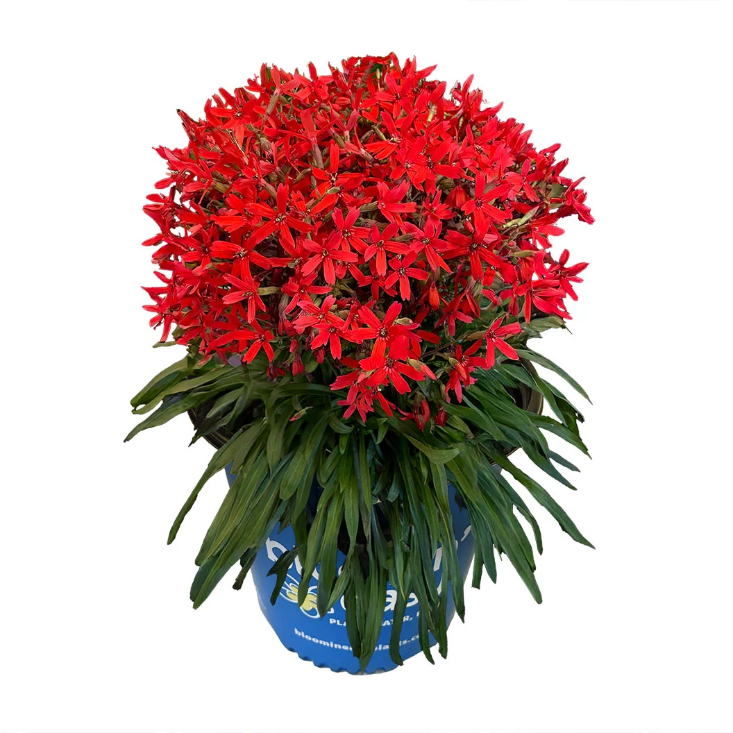 Bloomin’ Easy® Forged by Fire™ Silene Plant 3 Bloomin’ Easy® Forged by Fire™ Silene Plant