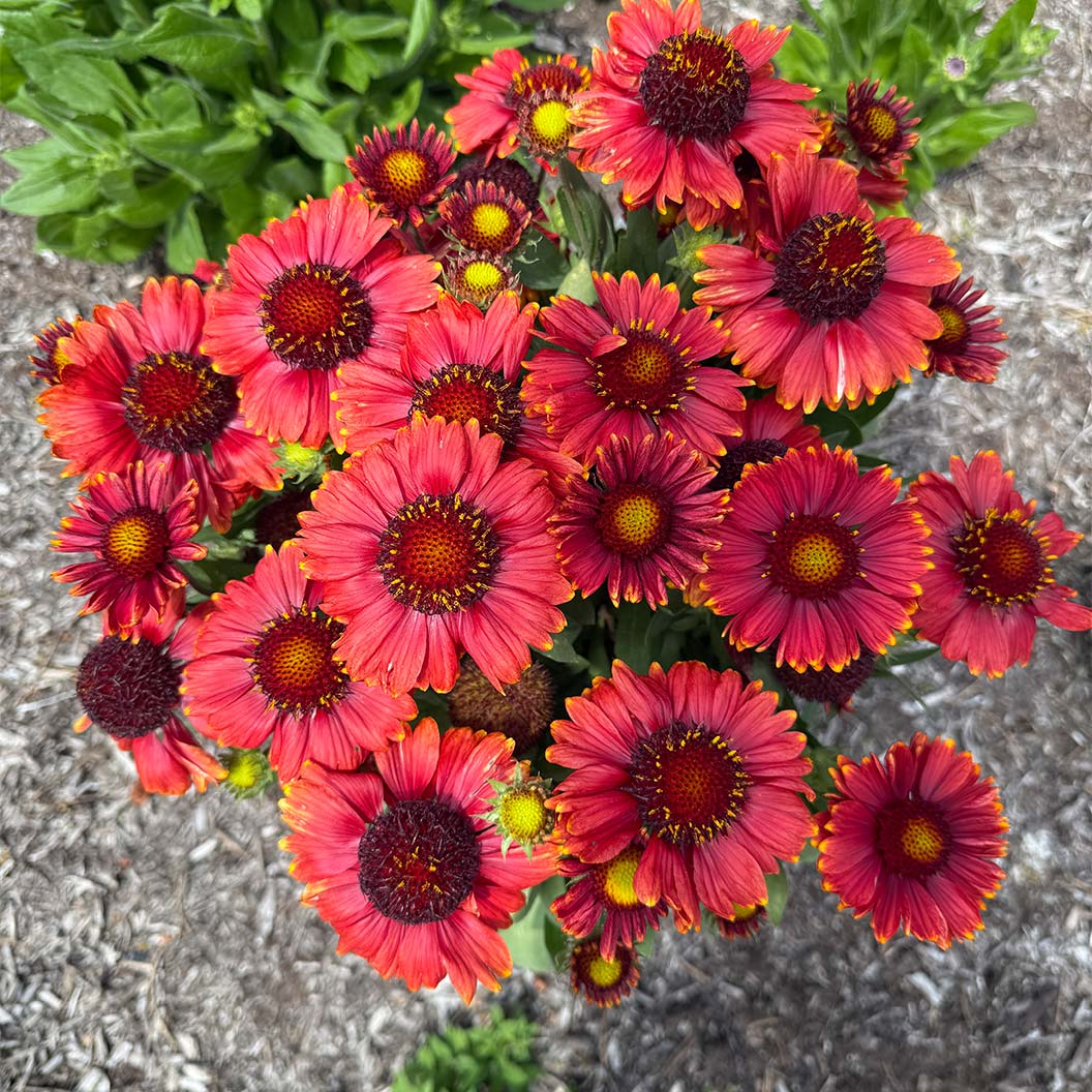 Bloomin’ Easy® Low Rider™ Gaillardia Plant