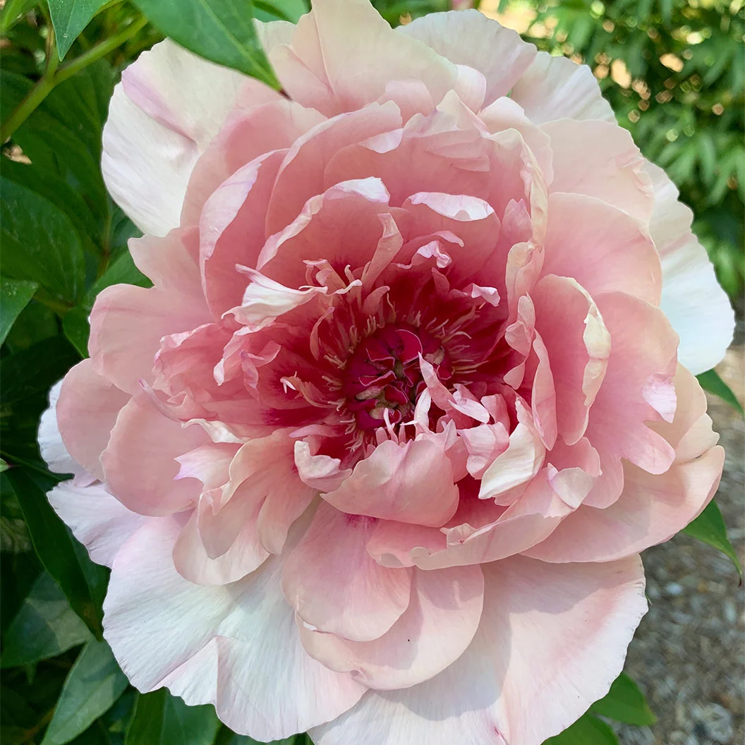 Garden Candy® Lacey Ryan™ Itoh Peony Shrub