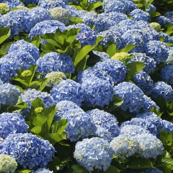 Nikko Blue Hydrangea 1 Nikko Blue Hydrangea