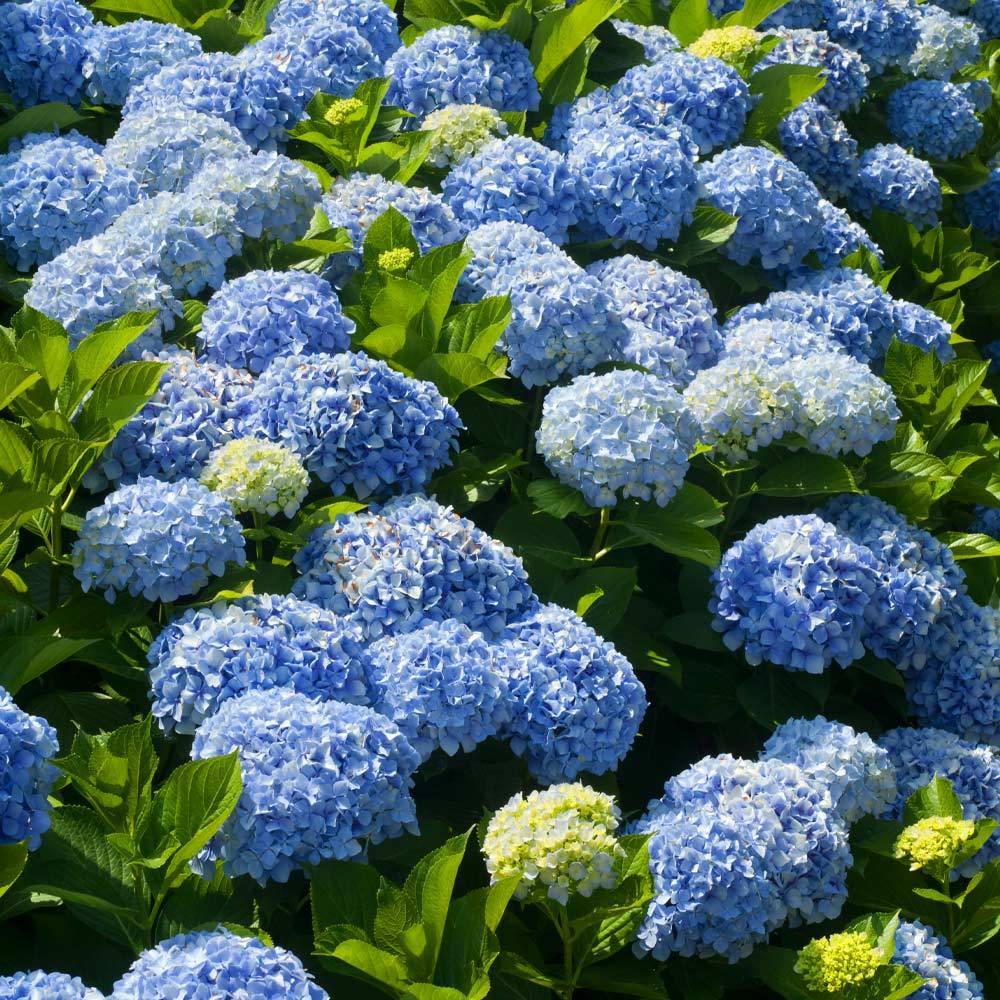 Nikko Blue Hydrangea 2 Nikko Blue Hydrangea