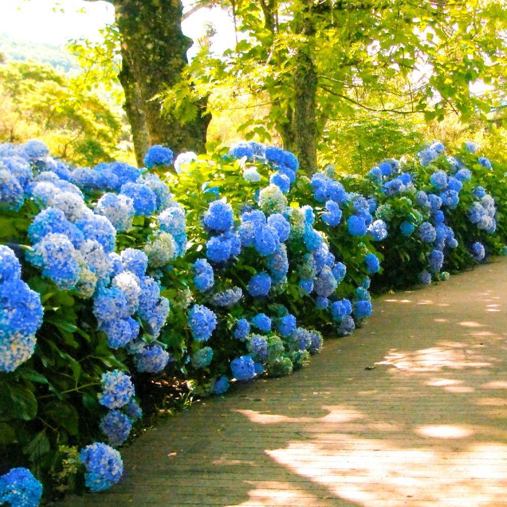 Nikko Blue Hydrangea 3 Nikko Blue Hydrangea