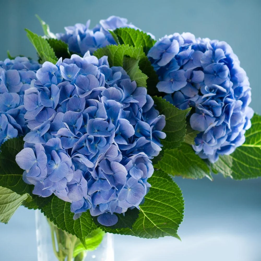 Nikko Blue Hydrangea 4 Nikko Blue Hydrangea
