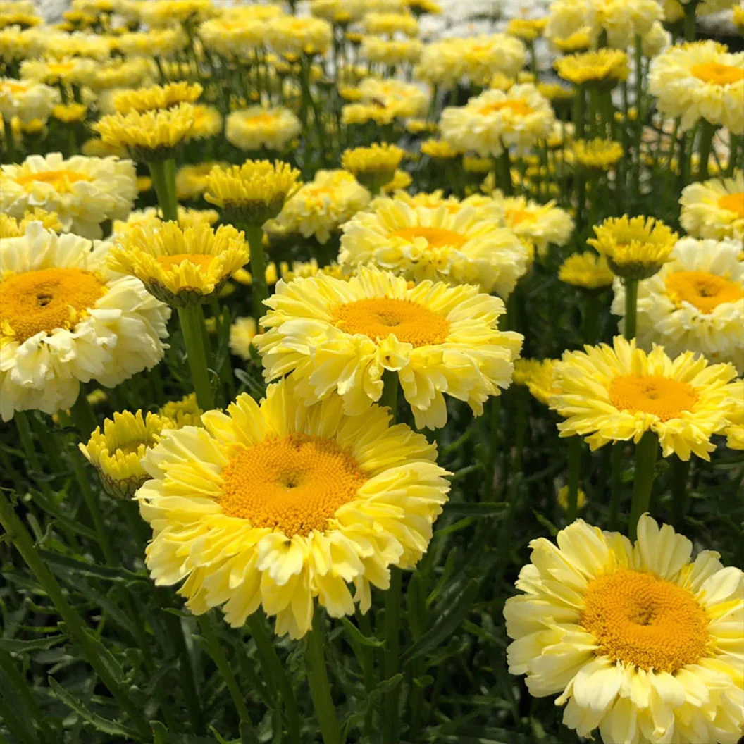 Real Goldcup REALFLOR® Shasta Daisy Plant 2 Real Goldcup REALFLOR® Shasta Daisy Plant