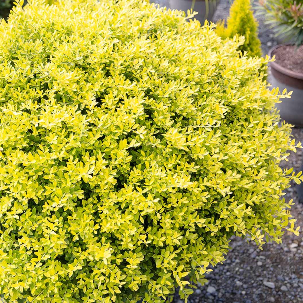 Southern Living® Touch of Gold® Holly Shrub 2 Southern Living® Touch of Gold® Holly Shrub