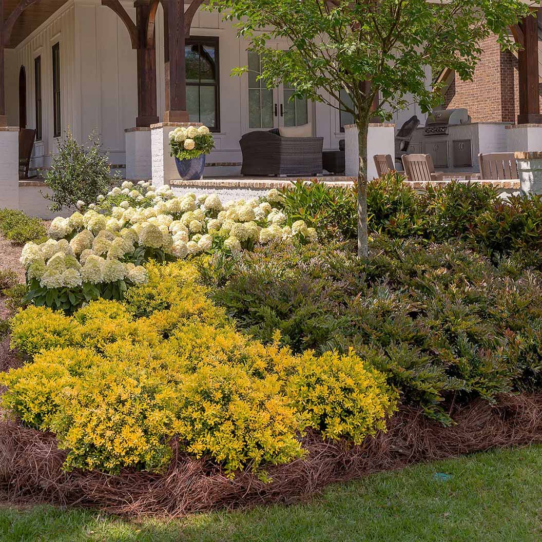 Southern Living® Touch of Gold® Holly Shrub 3 Southern Living® Touch of Gold® Holly Shrub