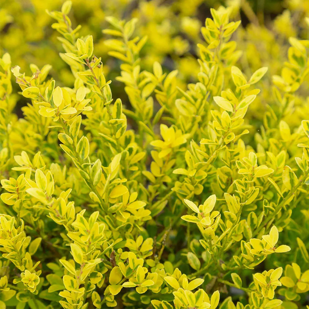 Southern Living® Touch of Gold® Holly Shrub 4 Southern Living® Touch of Gold® Holly Shrub